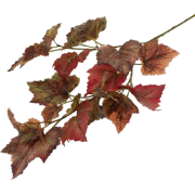 Grapevine Leaves - Rośliny - 