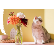 Grey cat and bouquet of dahlia - Živali - 
