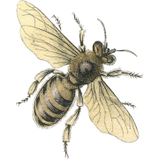 Honey Bee Graphic - Animals - 