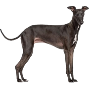 Italian greyhound - Животные - 