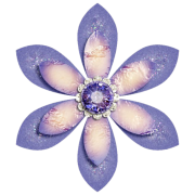 Jewel flower - 植物 - 