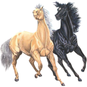 Horses - Animals - 