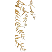 Leaf - Rastline - 