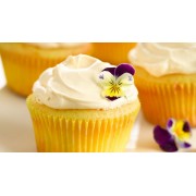 Lemon Cupcakes - Minhas fotos - 