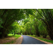 Mangrove forest in Thailand - Natural - 