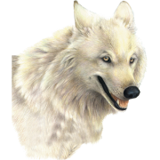 Wolf - 動物 - 