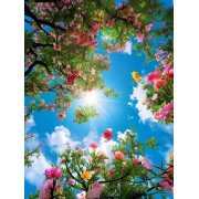 My Pics
