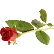 Ruža - Plants - 