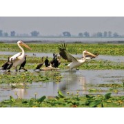 Nature near Odessa - Natural - 