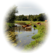 Nature pond cows field - Nature - 