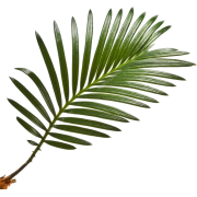 Palma - Rastline - 