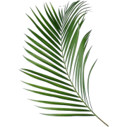 Palma - Растения - 