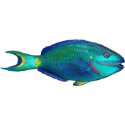 Parrot fish - 动物 - 