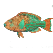 Parrot fish - 动物 - 
