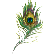 Peacock Feather Digital Clipart Vector - イラスト - 