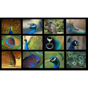 Peacock - My photos - 