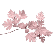 Pink leaves - 自然 - 