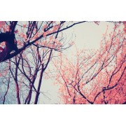 Pink Tree - Moje fotografie - 