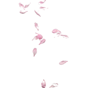 Pink Rose Petals - イラスト - 