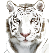 White Bengal Tiger - Иллюстрации - 
