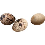 Quail eggs - 饰品 - 