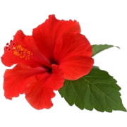 Red Hibiscus Flower - Illustrations - 