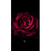 Red Rose  - Sfondo - 