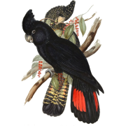 Red-tailed black cockatoo antique art - Животные - 