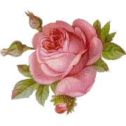 Rose - Pflanzen - 