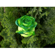 Rose Green - Fundos - 