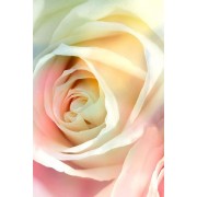 Roses - Moje fotografije - 