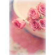 Roses - Moje fotografije - 