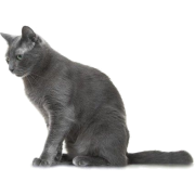 Russian blue cat - Animals - 