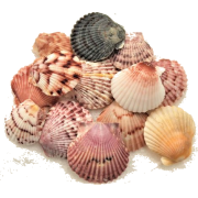 Scallop Seashells - Natural - 