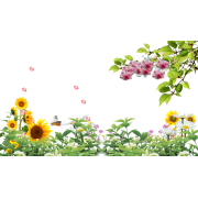 Spring Time Flowers - 自然 - 