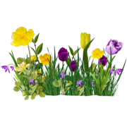 Spring floral - Plantas - 