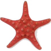 Starfish - 插图 - 