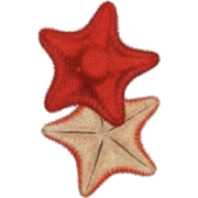 Starfish - 插图 - 