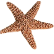 Starfish - 饰品 - 