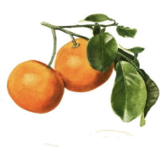 Tangerine - Frutas - 
