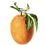 Tangerine - Frutas - 