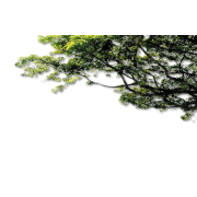 Trees - Pozadine - 