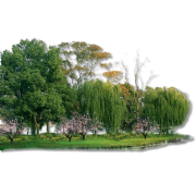 Trees - Priroda - 