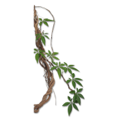 Vines - Pozadine - 