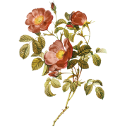 Vintage flowers - Plantas - 