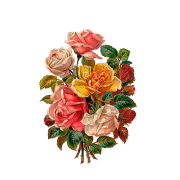 Vintage roses - Plantas - 