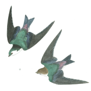 Violet Green Swallow Robert Havell - 动物 - 