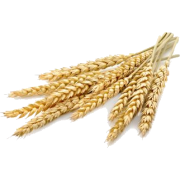 Wheat - Nature - 