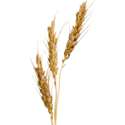 Wheat - Natura - 