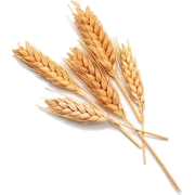 Wheat - Nature - 